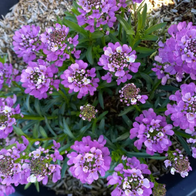 Iberis 'Absolutely Amethyst' - Iberis | Achat direct au producteur
