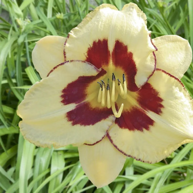 Hémérocalle 'El Desperado' - Hemerocallis | Achat direct au producteur