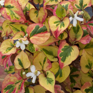 Houttuynia cordata 'Pied Piper' | Achat direct au producteur