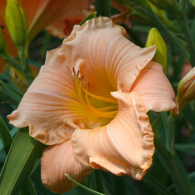Hemerocallis orange saumoné - Lis d'un jour | Achat producteur