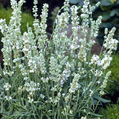 Lavandula angustifolia 'Alba' - Lavandula | Achat producteur