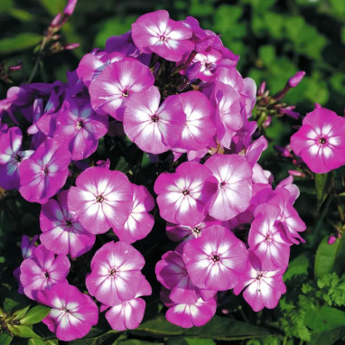 Phlox paniculata ADESSA 'Laura' - Phlox | Achat direct au producteur