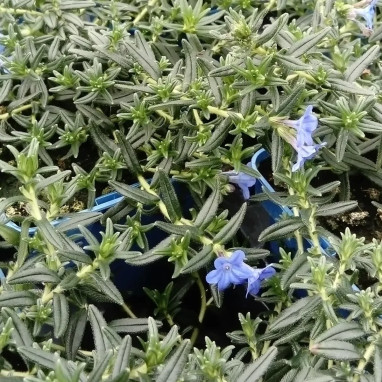 Lithodora diffusa 'Grace Ward' - Lithodora | Achat direct au producteur
