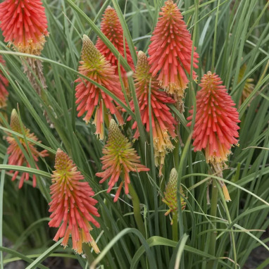 Kniphofia 'Papaya Popsicle' - Kniphofia | Achat direct au producteur