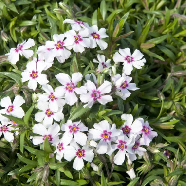 Phlox subulata 'Coral Eye' - Phlox | Achat direct au producteur
