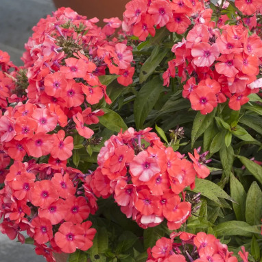 Phlox paniculata ADESSA 'Orange' - Phlox | Achat direct au producteur