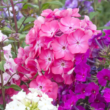 Phlox paniculata Adessa 'Rose Eye' - Phlox | Achat producteur