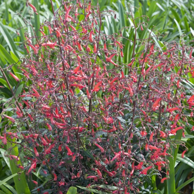 Phygelius recta 'Passionate' - Phygelius | Achat producteur