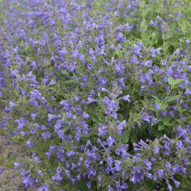 Nepeta yunnanensis 'Blue Dragon' | Achat direct au producteur