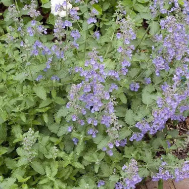 Nepeta X faassenii 'Walker's Low' - Nepeta | Achat producteur