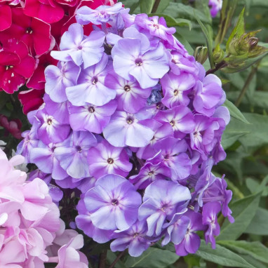 Phlox paniculata ADESSA 'Purple Star' - Phlox | Achat producteur