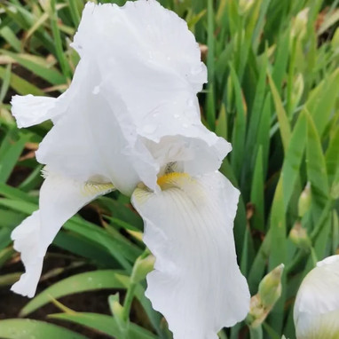 Iris germanica 'Glacier' - Iris | Achat direct au producteur
