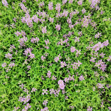 Nepeta nervosa 'Pink Cat' - Nepeta | Achat direct au producteur