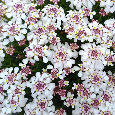 Iberis sempervirens 'Pink Ice' - Iberis | Achat direct au producteur