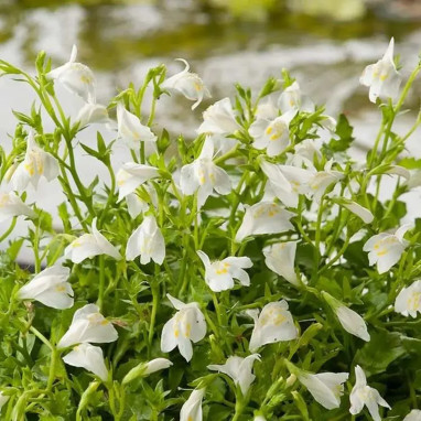 Mazus reptans 'Albus' - Mazus | Achat direct au producteur
