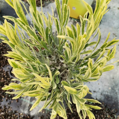 Lavande Platinum Blonde - Lavandula angustifolia | Achat producteur