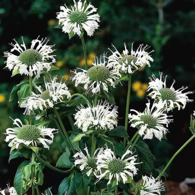 Monarda 'Schneewittchen' - Monarde | Achat direct au producteur