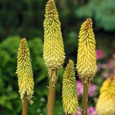 Kniphofia citrina - Tritome citron | Achat direct au producteur