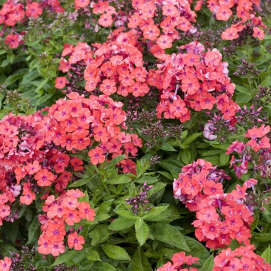 Phlox paniculata 'Spitfire' - Phlox | Achat direct au producteur