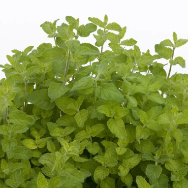 Menthe bergamote - Mentha x piperita | Achat direct au producteur