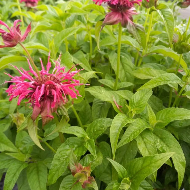 Monarda 'Mahogany' | Achat direct au producteur