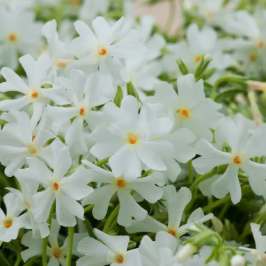 Phlox paniculata EARLY 'White' - Phlox | Achat producteur