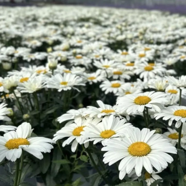 Leucanthemum Sweet Daisy 'Christine' | Achat direct au producteur