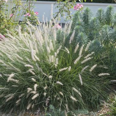Pennisetum 'Hameln Gold' - Pennisetum | Achat direct au producteur