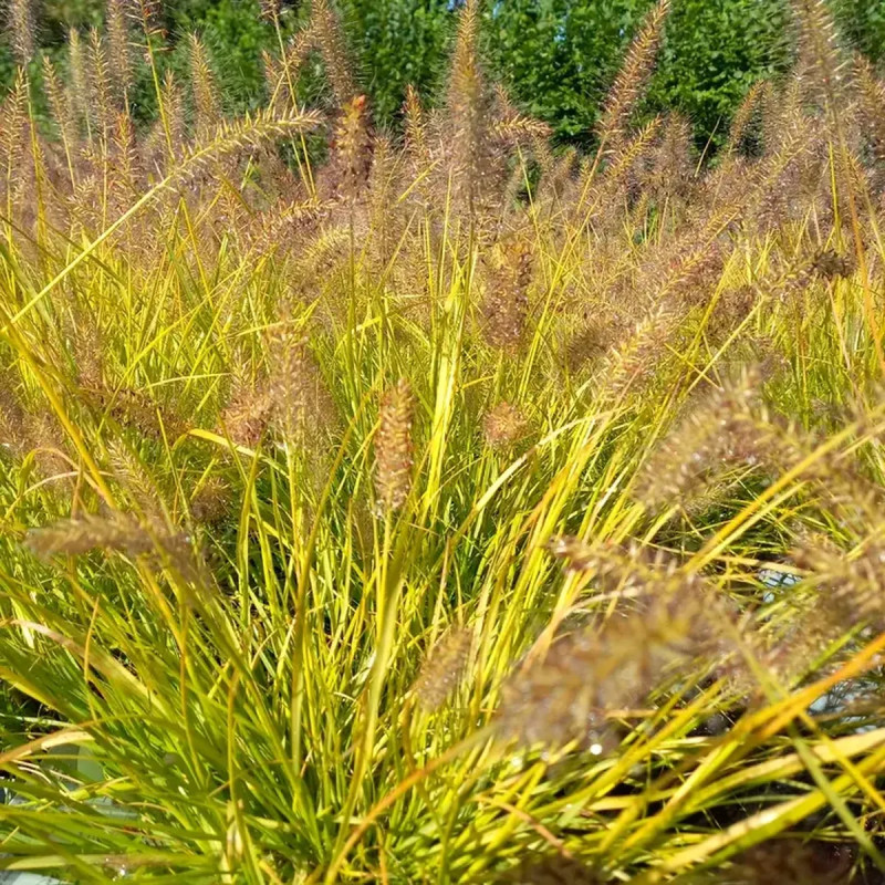 Pennisetum 'Hameln Gold' - Pennisetum | Achat direct au producteur