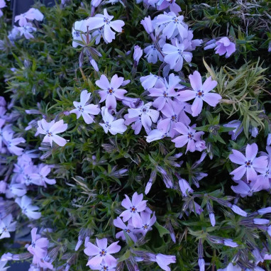 Phlox subulata Spring Blue - Phlox | Achat direct au producteur