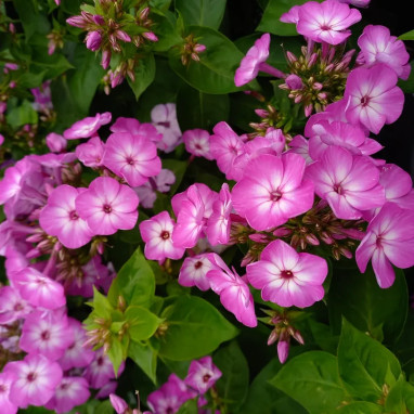 Phlox FLAME 'Purple Eye' - Phlox paniculata | Achat producteur