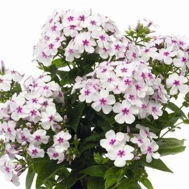 Phlox paniculata Flame 'White Eye' - Phlox | Achat direct au producteur