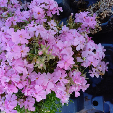 Phlox subulata 'Spring Light Pink' - Phlox | Achat producteur