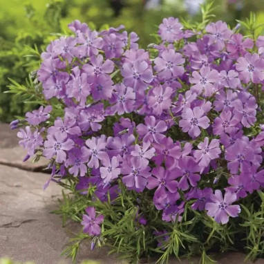 Phlox subulata Spring Purple - Phlox | Achat direct au producteur