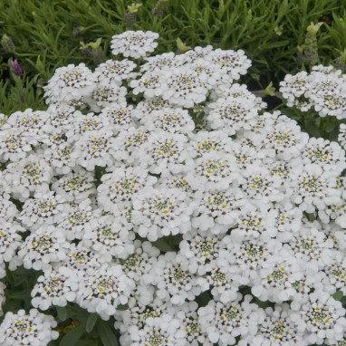 Iberis sempervirens 'Snowsurfer Forte' | Achat direct au producteur
