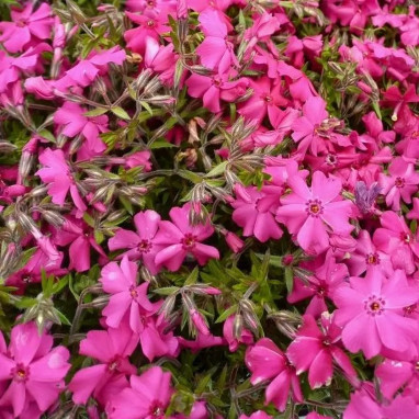 Phlox subulata 'Spring Hot Pink' - Phlox | Achat direct au producteur