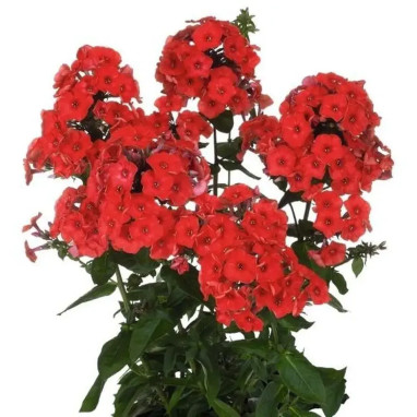 Phlox paniculata FLAME 'Red' - Phlox | Achat direct au producteur