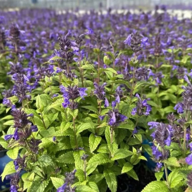 Nepeta NEPTUNE - Nepeta nervosa | Achat direct au producteur
