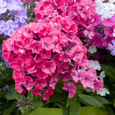 Phlox maculata 'Alpha' - Phlox | Achat direct au producteur