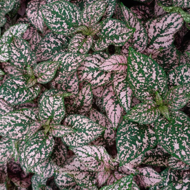 Hypoestes 'Compact Pink' - Hypoestes | Achat direct au producteur