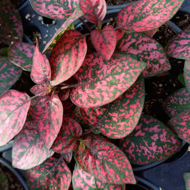 Hypoestes phyllostachya 'Compact Red' | Achat direct au producteur