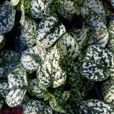 Hypoestes phyllostachya 'Compact White' | Achat direct au producteur