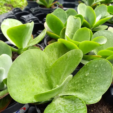Kalanchoe thyrsiflora - Kalanchoe | Achat direct au producteur