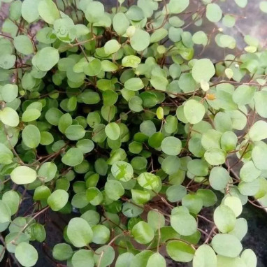 Muehlenbeckia - Plante grimpante persistante | Achat direct au producteur
