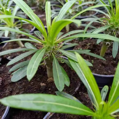 Pachypodium lamerei - Pachypodium | Achat direct au producteur