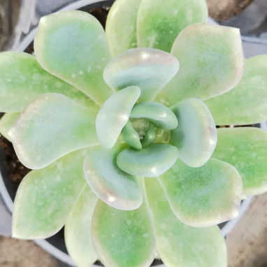 Pachyveria corvus - Pachyveria | Achat direct au producteur