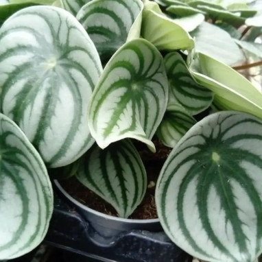 Peperomia argyreia - Poivrier pastèque | Achat direct au producteur