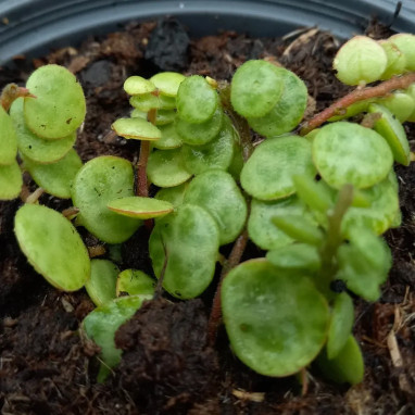 Peperomia prostrata - Plante tortue | Achat direct au producteur