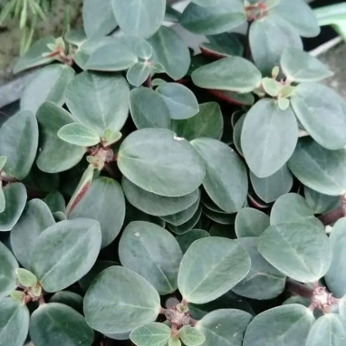 Peperomia verticillata 'Red Log' | Achat direct au producteur