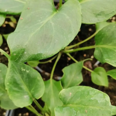 Philodendron xanadu - Thaumatophyllum | Achat direct au producteur